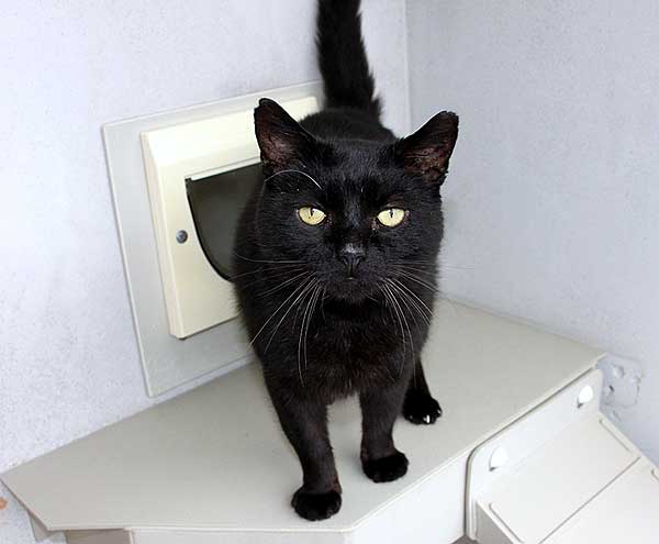 black cat RSPCA Cornwall animal charity.jpg black cat RSPCA Cornwall animal charity.jpg